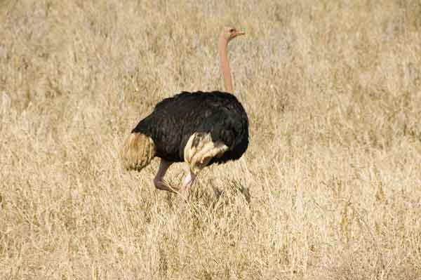 102 - Tanzania - Avestruz macho - parque nacional de Tarangire